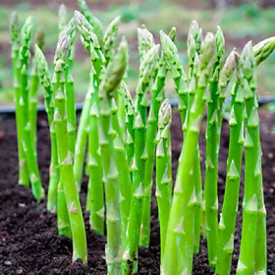 Hạt giống Măng tây Xanh Italy VTP40