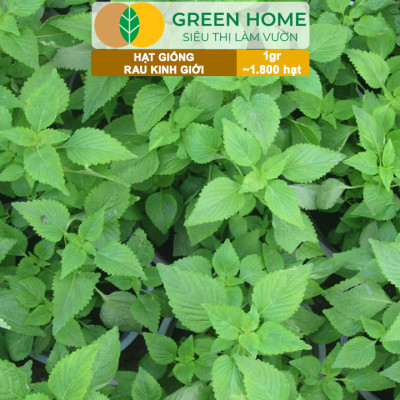 Hạt Giống Rau Kinh Giới, Bao 1gr~1800 hạt, Dễ Trồng, Nảy Mầm Cao, Thu Hoạch Nhanh, Năng Suất Cao G12