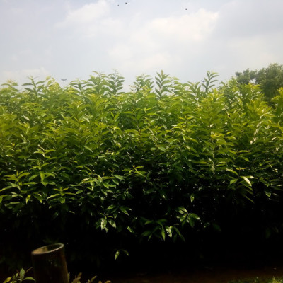 Cây, Lá vối tươi