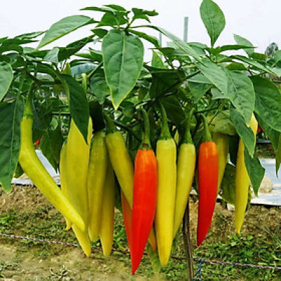 Hạt giống Ớt sừng vàng da bóng trái sai và to đều VTP88