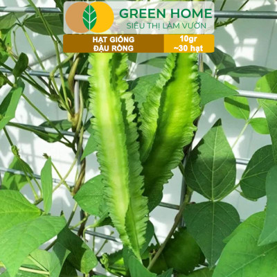 Hạt Giống Đậu Rồng Greenhome, Gói 10gr~30 hạt, Dễ Trồng Quanh Năm, Nảy Mầm Cao, Thu Hoạch Nhanh, Năng Suất Cao T08