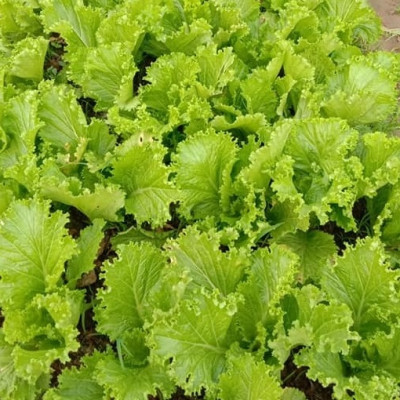 Hạt giống Cải bẹ Mào Gà - Cải bẹ vàng VTS159