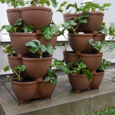 Chậu trồng cây cảnh 03 khoang Yamada 4L làm từ nhựa PP cao cấp cứng cáp, độ bền cao - nội địa Nhật Bản