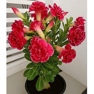 Hạt giống hoa sứ kép Thái Lan - Bịch 10 hạt – Mã số 1583