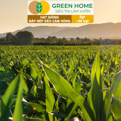 Hạt Giống Bắp Nếp Dẻo Cẩm Hồng, Greenhome, Gói 5GR~30 hạt, Dễ Trồng Quanh Năm, Nảy Mầm Cao, T31