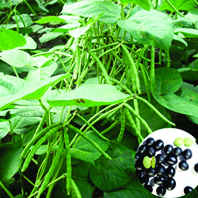 Đậu đen xanh lòng rang sẵn - 1kg - (FTAKY) - Đậu đen xanh lòng hữu cơ - hạt nhỏ thuần chủng