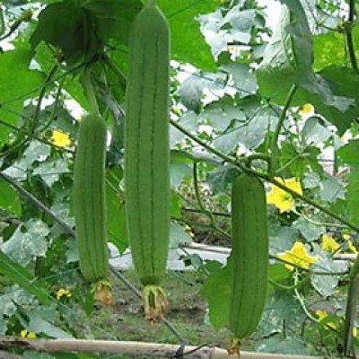 Hạt giống Mướp hương F1 giống khỏe trái sai VTP37