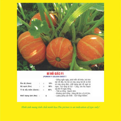 Hạt giống bí đỏ gấc F1 - Bí Mặt Trời F1 VTP10