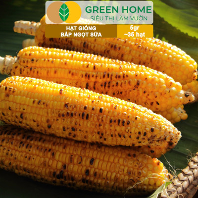 Hạt Giống Bắp Sữa Ngọt, Greenhome, Gói 5GR~35 hạt, Dễ Trồng Quanh Năm, Nảy Mầm Cao, T32