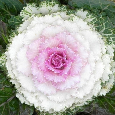 Hạt giống hoa bắp cải Mix - Bắp cải làm cảnh nhiều màu VTP87