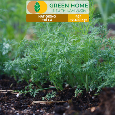 Hạt Giống Rau Thì Là Greenhome, Gói 5gr~2400 hạt, Dễ Trồng, Nảy Mầm Cao, Thu Hoạch Nhanh, Năng Suất Cao G11