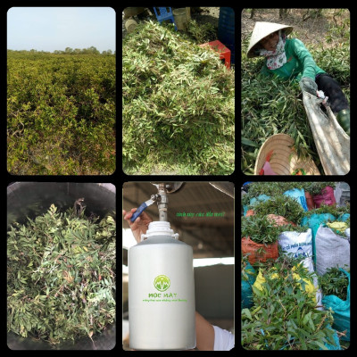 Tinh dầu Tràm Organic hữu cơ 10ml Mộc Mây - tinh dầu thiên nhiên nguyên chất 100% - dùng xông tắm ngừa cảm lạnh, giảm côn trùng cắn đốt cho Bé, Trẻ sơ sinh và Trẻ nhỏ | An toàn cho làn da nhạy cảm của Bé