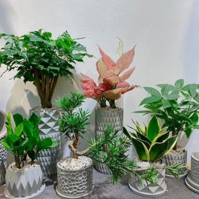 Chậu cây để bàn làm việc văn phòng, OnionDecor 15x11cm, Chậu Xi Măng Trụ Tròn Họa Tiết Vintage trồng sen đá, xương rồng, cây cảnh mini cement pots