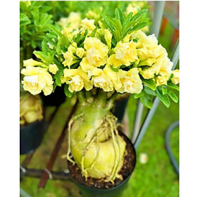 Hạt giống hoa sứ ghép Thái Lan hoa vàng cánh to - Bịch 10 hạt – Mã số 2092 - 2