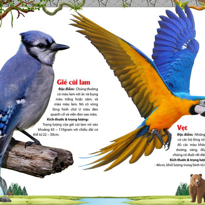 Khám Phá Động Vật 5 Châu - Châu Mỹ