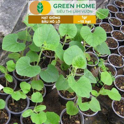Hạt Giống Bầu Hồ Lô Greenhome, Gói 1g, Dễ Trồng Quanh Năm, Nảy Mầm Cao, Thu Hoạch Nhanh, Năng Suất Cao T11
