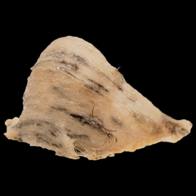 Tổ Yến Trắng Thô - Nhà Yến Nha Trang - Loại Chất Lượng 39 - Hộp 50 Gram - Tổ Yến Nguyên Chất - Tổ Yến Thô - Hàng Chính Hãng