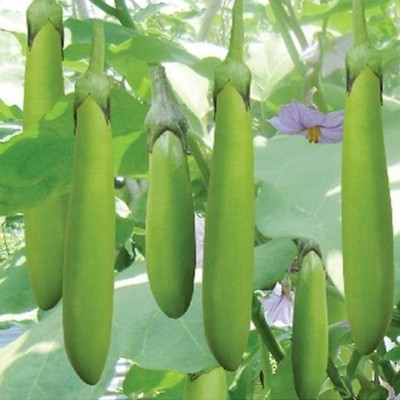 Hạt giống Cà Xanh Mỡ cao sản giống khỏe ngắn ngày năng suất cao VTS194