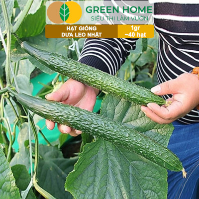 Hạt Giống Dưa Leo Nhật Lai F1 Greenhome, Gói 1gr 40 hạt, Dễ Trồng Quanh Năm, Nảy Mầm Cao, T24