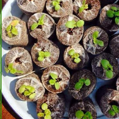 Viên nén xơ dừa Batrivina trồng cây, ươm hạt, ươm cây giống, trồng dâu tây