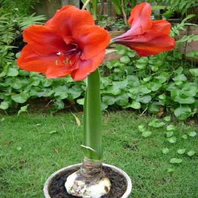 Củ hoa lan huệ (màu đỏ nhung) - cây cảnh để bàn - ra hoa sau 1 tháng