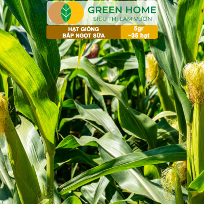 Hạt Giống Bắp Sữa Ngọt, Greenhome, Gói 5GR~35 hạt, Dễ Trồng Quanh Năm, Nảy Mầm Cao, T32