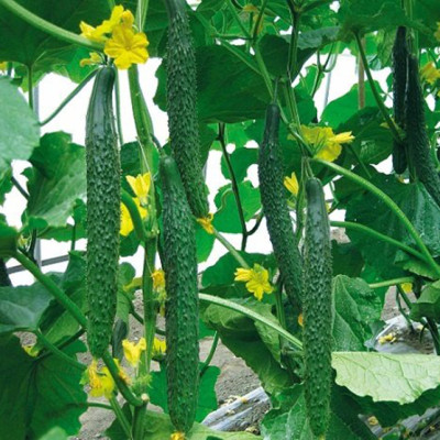 Bộ 2 Gói Hạt Giống Dưa Leo Nhật F1 PN-15 Phú Nông (0.5g / Gói)