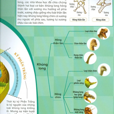 Kiến Thức Về Khủng Long - Người Khủng Long Có Tồn Tại Thật Không ? Sự Tiến Hóa Và Phân Loại Khủng Long