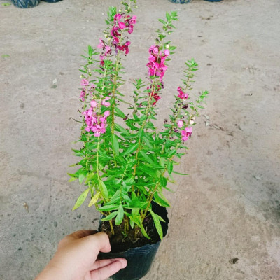 Cây Hoa Phi Yến - cây cảnh đẹp