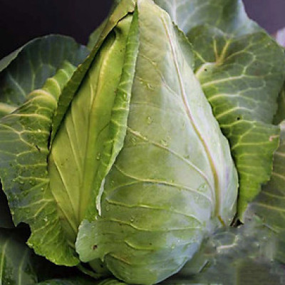 Hạt giống Bắp cải trái tim chịu nhiệt VTP147