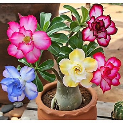 Hạt giống hoa sứ kép Thái Lan 5 màu xanh dương, hồng, đỏ, tím, vàng - Bịch 10 hạt - Mã số 1570