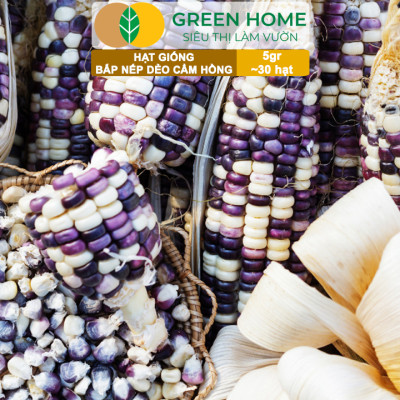 Hạt Giống Bắp Nếp Dẻo Cẩm Hồng, Greenhome, Gói 5GR~30 hạt, Dễ Trồng Quanh Năm, Nảy Mầm Cao, T31