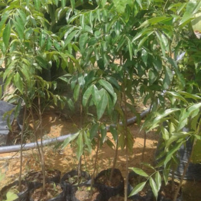 Cây mắc mật chiều cao 30-40cm