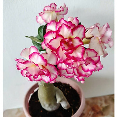 Hạt giống hoa sứ kép Thái Lan - Bịch 10 hạt – Mã số 1575