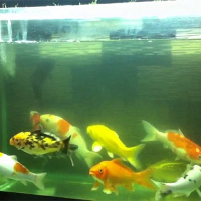 TN2B Seaweed - Thuốc Diệt Ký Sinh Trùng Ở Cá & Diệt Khuẩn, Rêu Tảo Trong Nước 500ml Loại Tốt 