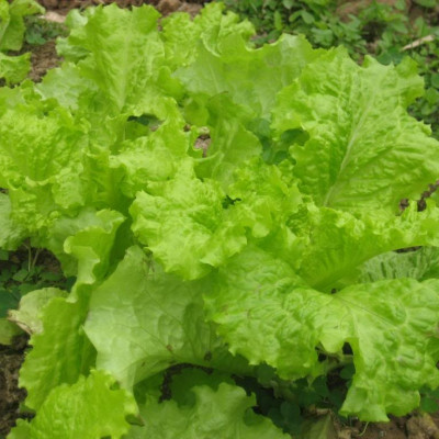 Hạt giống xà lách dún vàng cao sản giống to khỏe VTS39