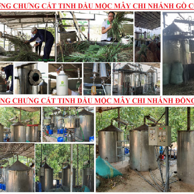 Tinh dầu Hoa Phong Lữ 100ml Mộc Mây - tinh dầu thiên nhiên nguyên chất 100% - chất lượng vượt trội - mùi hương nồng nàn, quyến rũ, kích thích, hưng phấn vượt trội - Có kiểm định