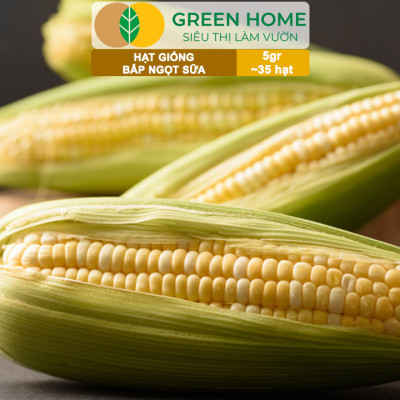 Hạt Giống Bắp Sữa Ngọt, Greenhome, Gói 5GR~35 hạt, Dễ Trồng Quanh Năm, Nảy Mầm Cao, T32