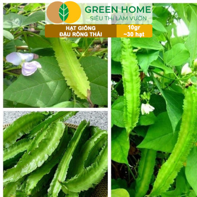Hạt Giống Đậu Rồng Thái, Greenhome, Gói 10GR~30 hạt, Dễ Trồng Quanh Năm, Nảy Mầm Cao, T35