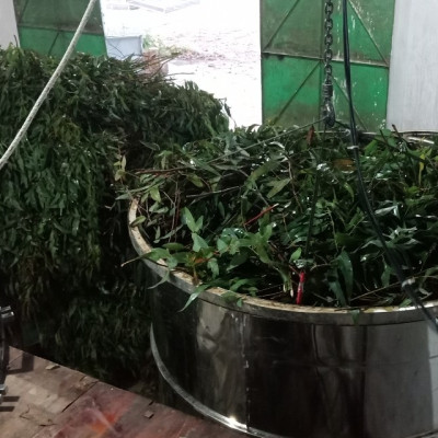 Tinh dầu Khuynh Diệp (bạch đàn) 100ml nguyên chất từ thiên nhiên - Mộc Mây