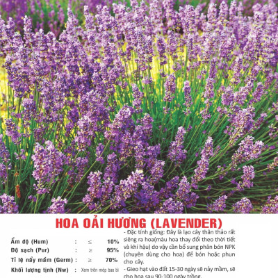 Hạt giống Hoa Oải Hương - Lavender VTP83
