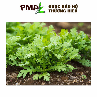 Hạt Giống Cải Cúc (Tần Ô) PMP 5g