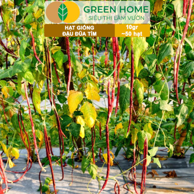 Hạt Giống Đậu Đũa Tím, Greenhome, Gói 10GR~50 hạt, Dễ Trồng Quanh Năm, Nảy Mầm Cao, T38