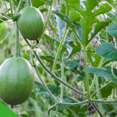 Hạt giống dưa hấu nụ - dưa hấu tí hon - dưa canh VTS130