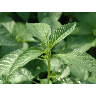 Hạt giống rau đay xanh cao sản VTS37