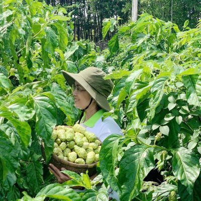 Combo 10 chai Nước cốt trái nhàu SK Noni Juice Premium 375ml