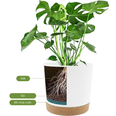 Chậu trồng cây tự tưới thông minh MONROVIA cho hoa, cây cảnh trong nhà và ngoài trời hình trụ tròn