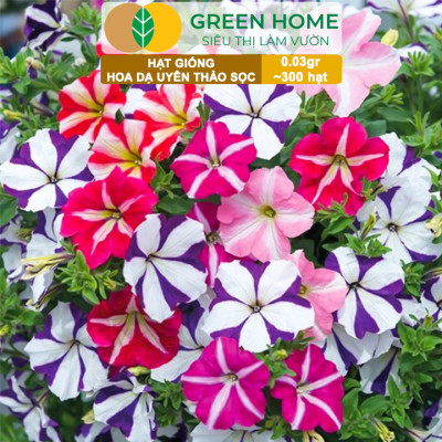 Hạt Giống Hoa Dạ Yến Thảo Sọc, Gói 0,03g~300 hạt, Màu Rực Rỡ, Dễ Trồng Quanh Năm, Nảy Mầm Cao H12