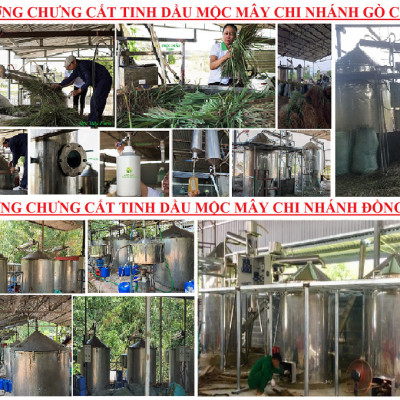 Tinh dầu Khuynh Diệp (bạch đàn) 50ml nguyên chất từ thiên nhiên - Mộc Mây