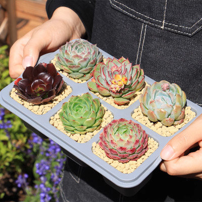 Chậu trồng sen đá MONROVIA, kèm đĩa lót, trồng cây mini, bonsai, xương rồng, decor bàn làm việc